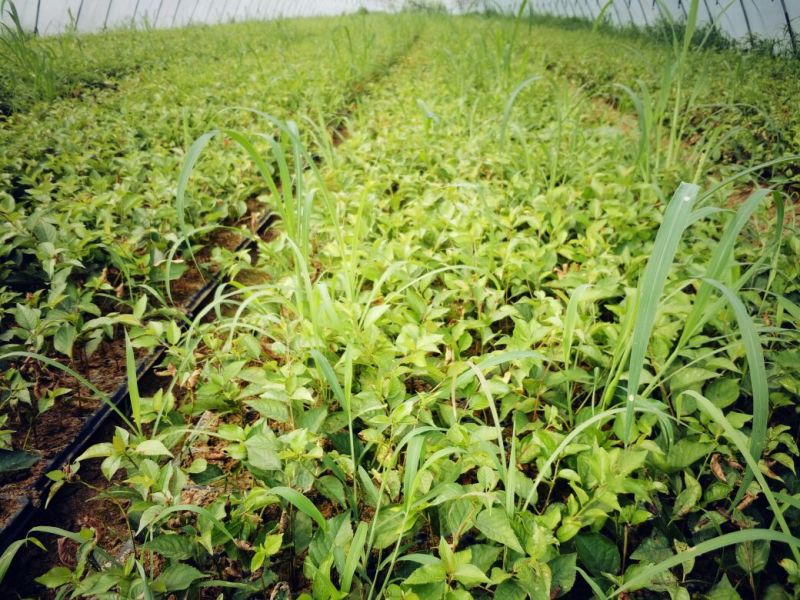 全国可种植的车厘子樱桃树苗易成活好管理