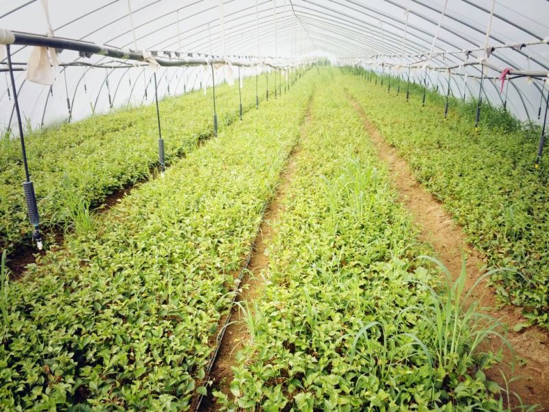 全国可种植的车厘子樱桃树苗易成活好管理