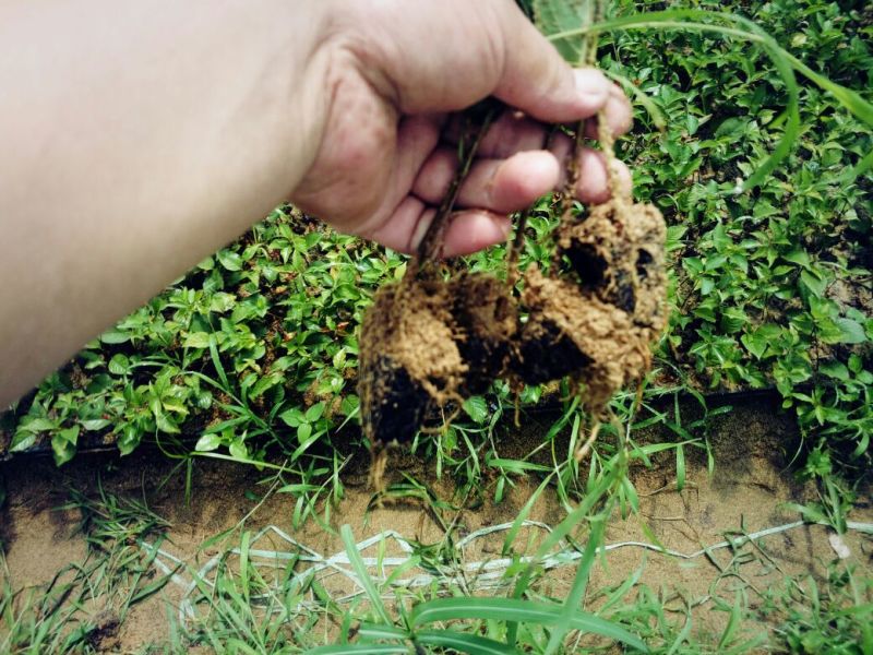 全国可种植的车厘子樱桃树苗易成活好管理