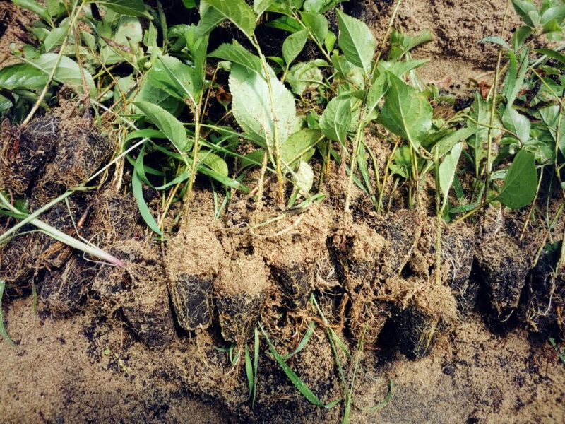 全国可种植的车厘子樱桃树苗易成活好管理