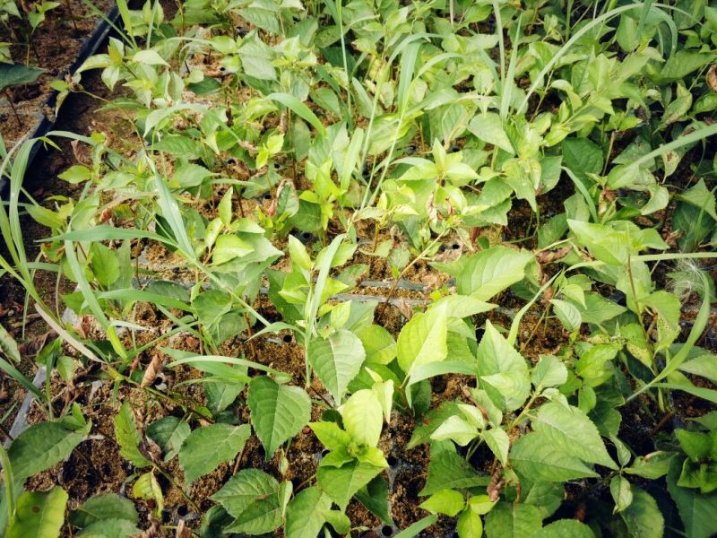 全国可种植的车厘子樱桃树苗易成活好管理