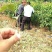 全国可种植的车厘子樱桃树苗易成活好管理