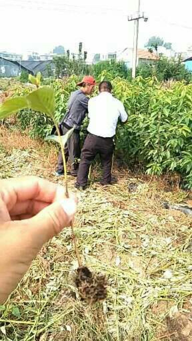 全国可种植的车厘子樱桃树苗易成活好管理