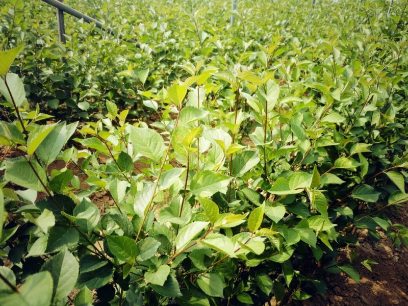 全国可种植的车厘子樱桃树苗易成活好管理