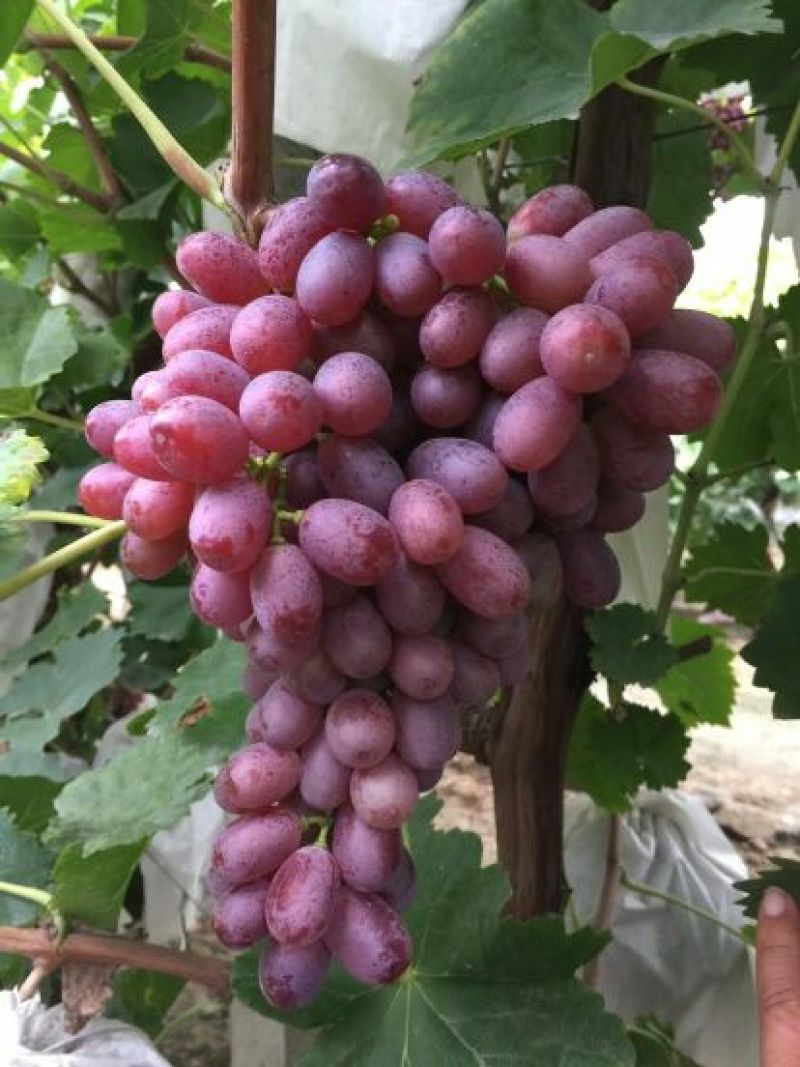 克伦生葡萄苗1年30~50cm