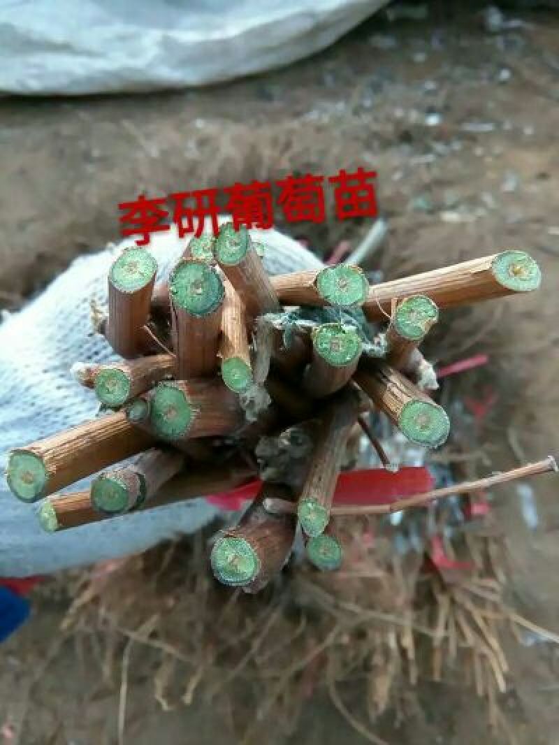 克伦生葡萄苗1年30~50cm
