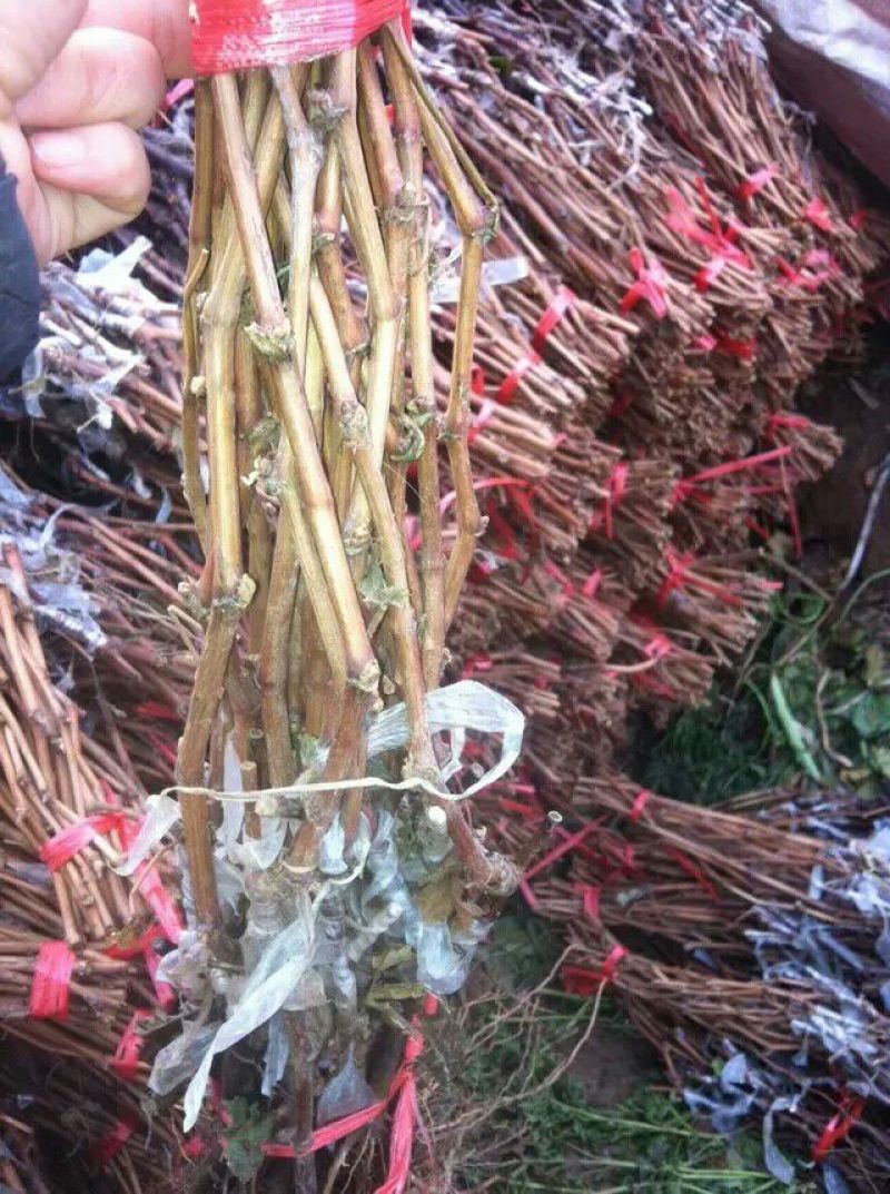 克伦生葡萄苗1年30~50cm