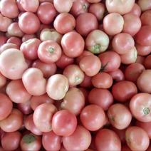 硬粉西红柿弧二以上硬粉规格齐全货源充足欢迎原产地代办