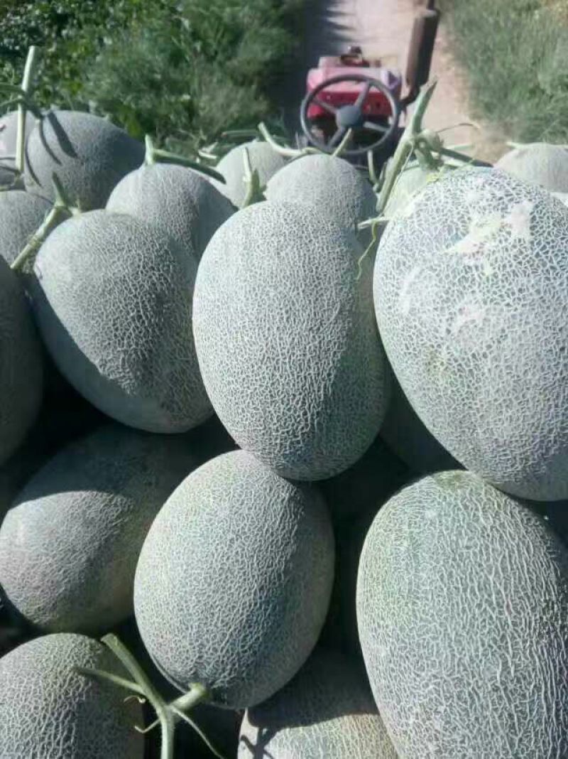 西州蜜瓜3斤以上椭圆形
