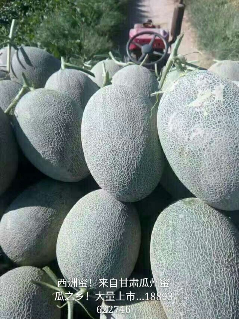 西州蜜瓜3斤以上椭圆形