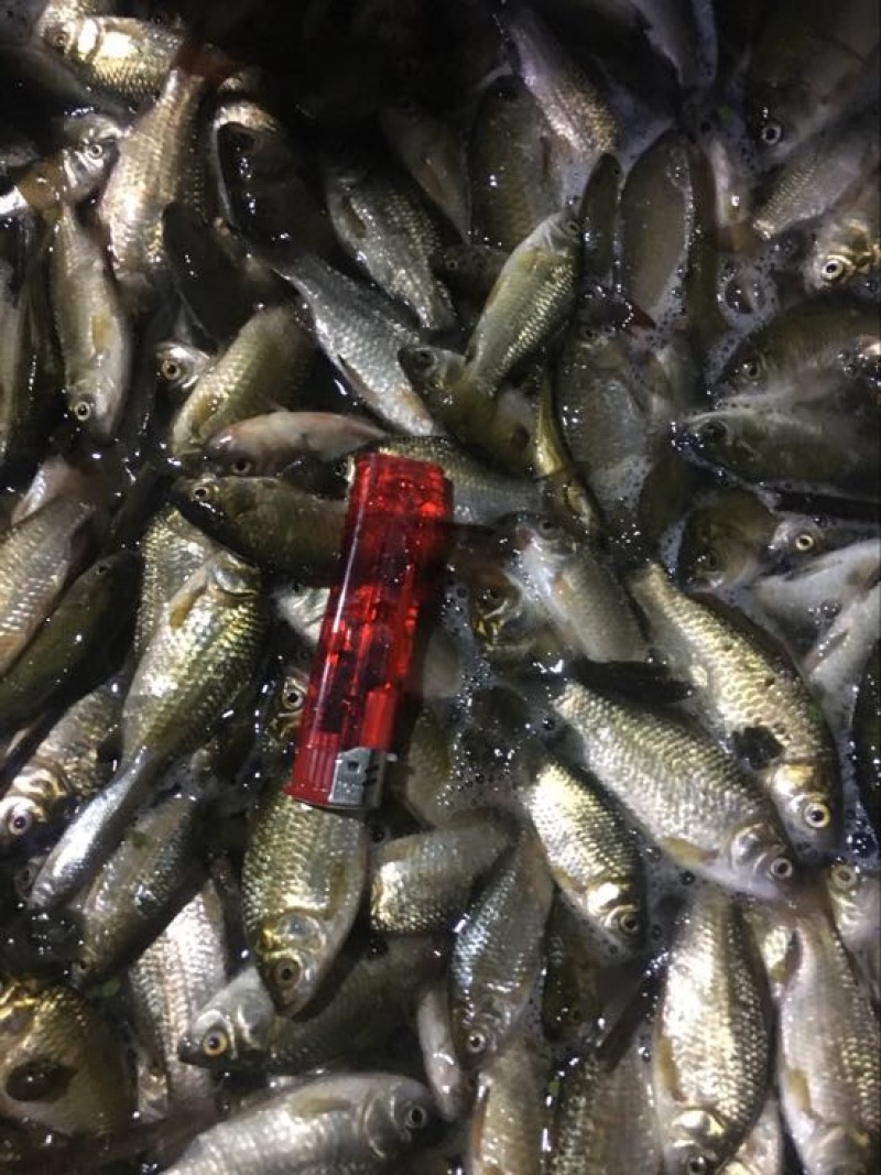 鲫鱼鱼苗