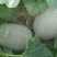 西州蜜瓜5斤以上椭圆形