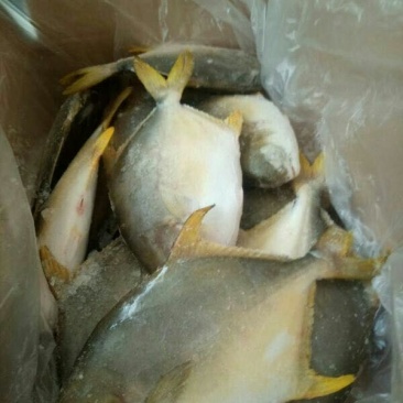 金鲳鱼食用