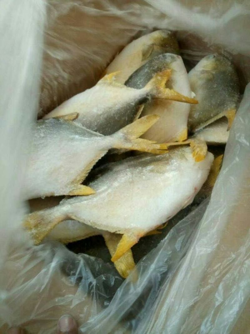 金鲳鱼食用