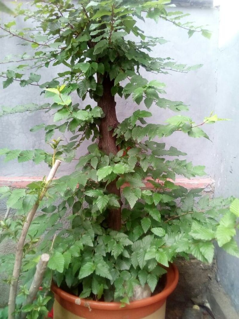 金叶榆14~16cm8~10cm0.5~1m