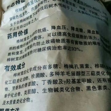 白桦茸