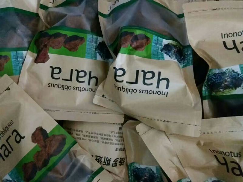 白桦茸