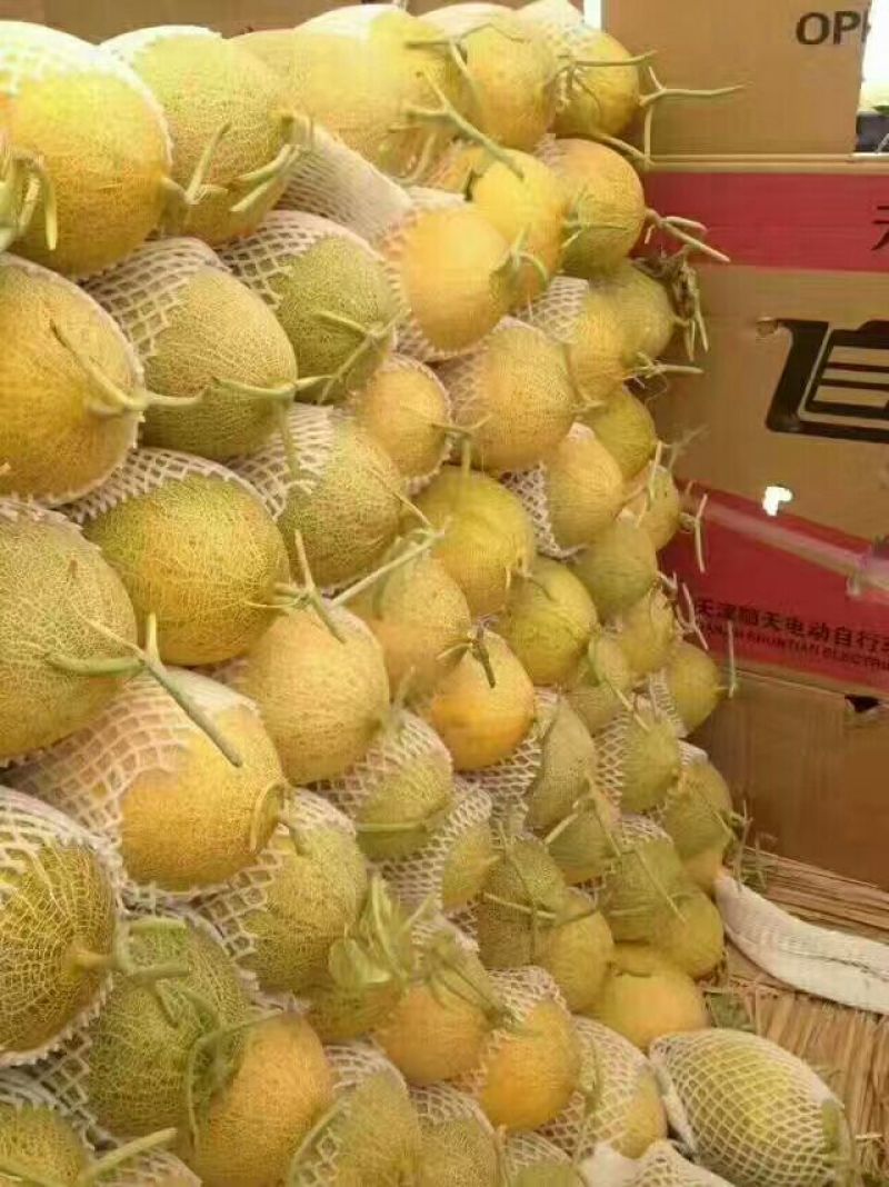 西州蜜瓜5斤以上长圆形