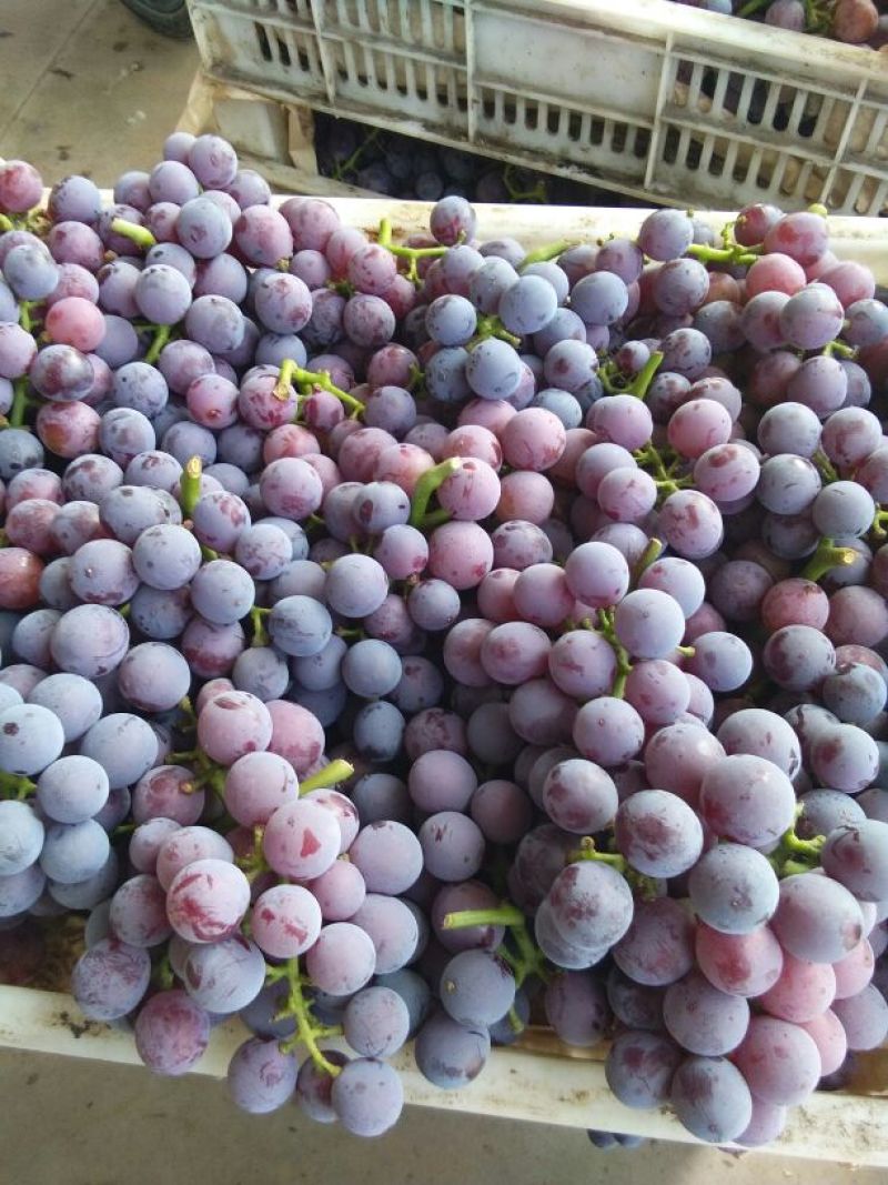 巨峰葡萄河北葡萄1.5~2斤5%以下需要联系