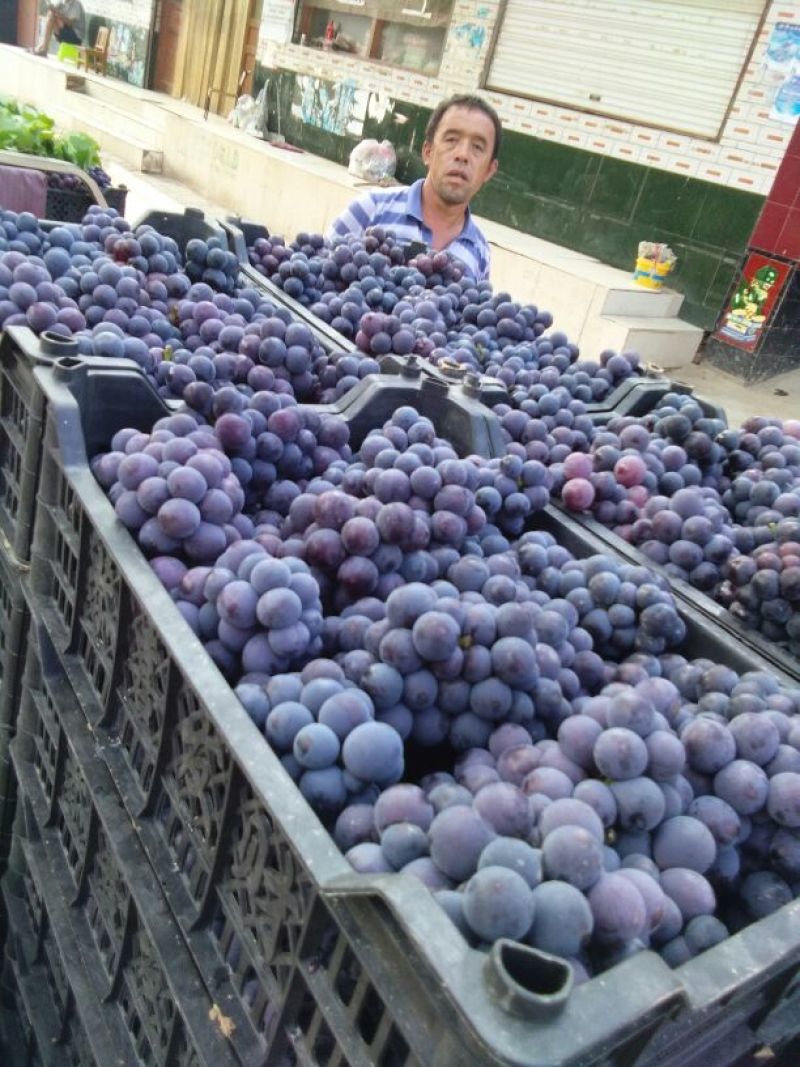 巨峰葡萄河北葡萄1.5~2斤5%以下需要联系