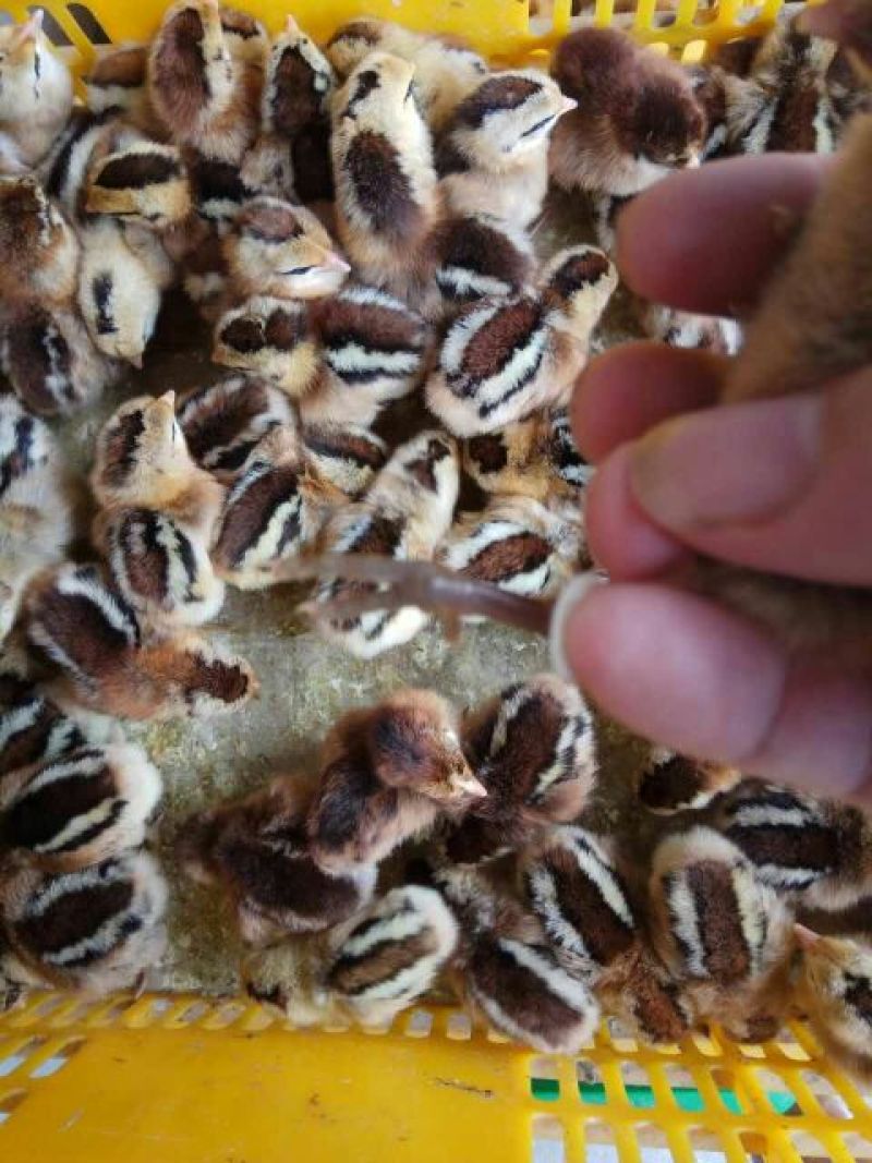 青脚土鸡苗出壳苗35~45克通货