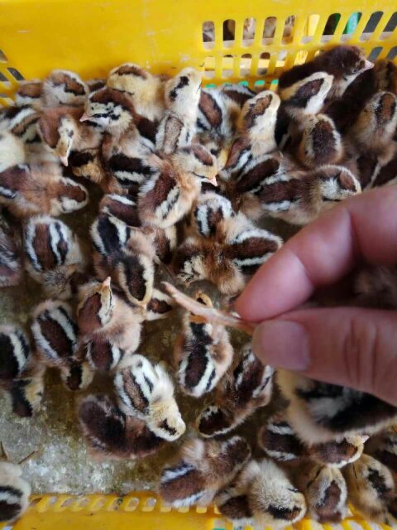青脚土鸡苗出壳苗35~45克通货