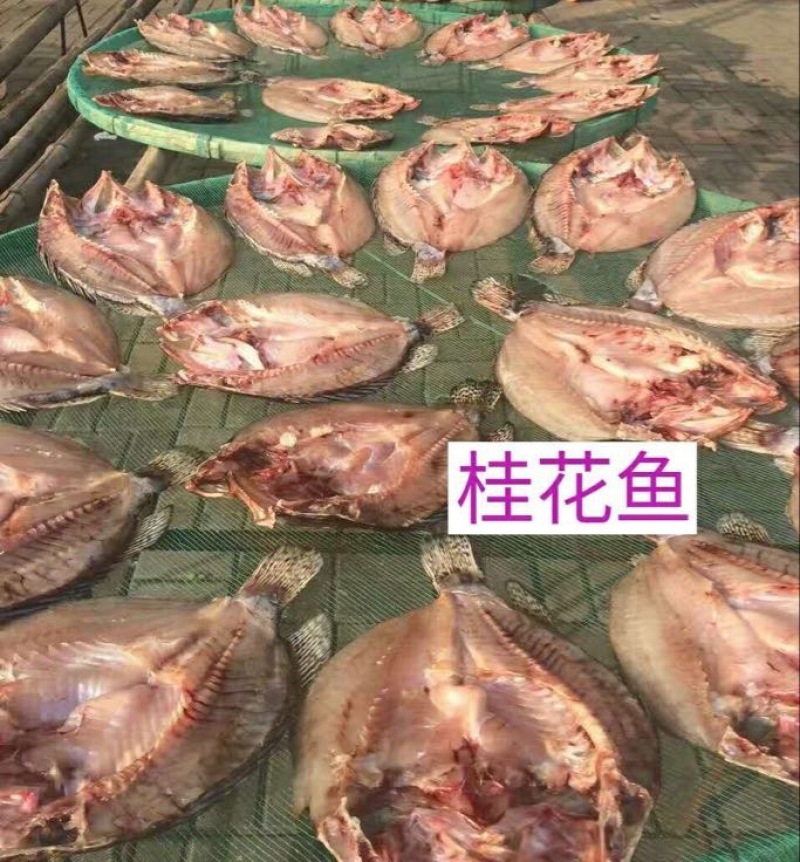 鳜鱼40~50cm食用活鱼