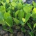 菠萝苗1年