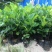 菠萝苗1年