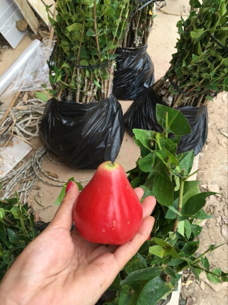 莲雾种苗