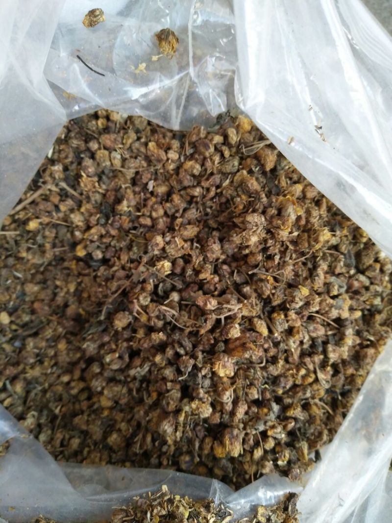 野菊花统货
