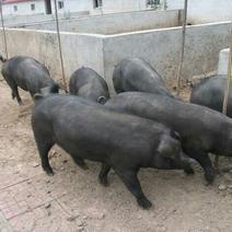 黑猪养猪场批发黑猪苗货源充足全国接单发货