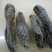 肉苁蓉新疆1公斤起批无硫无添加不包邮正品