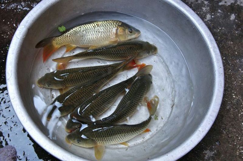 鲤鱼食用0.5~1公斤
