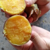 龙薯9号黄心3两以上黄皮黄心，黄土坡地红薯