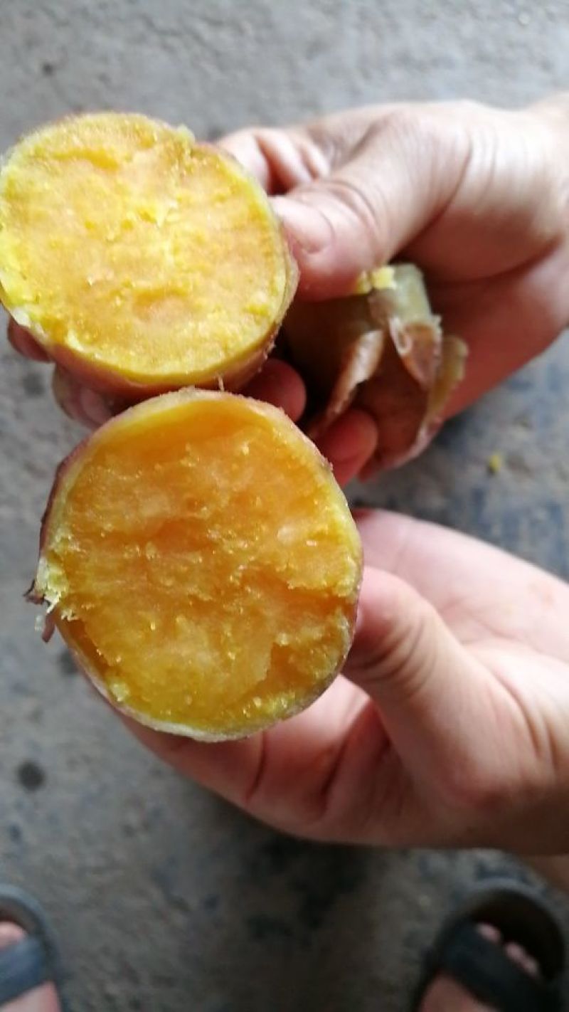 龙薯9号黄心3两以上黄皮黄心，黄土坡地红薯