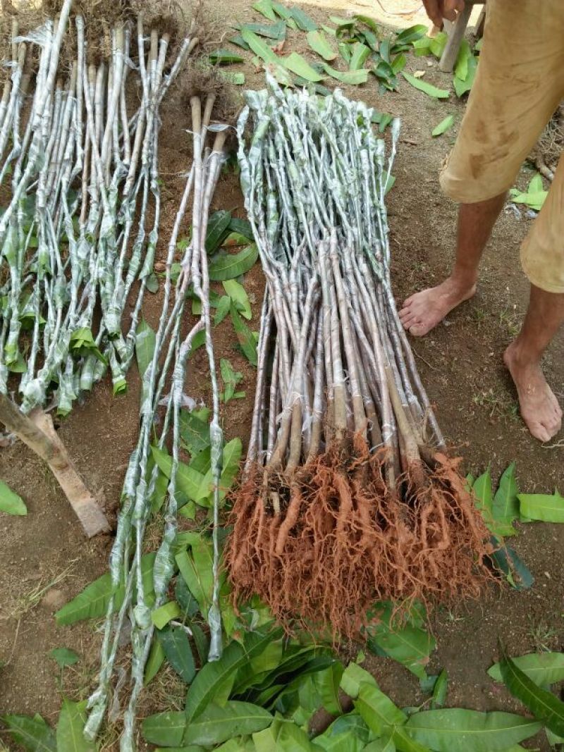 金煌芒树苗金煌芒果苗