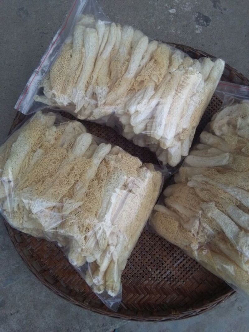 长裙竹荪一级