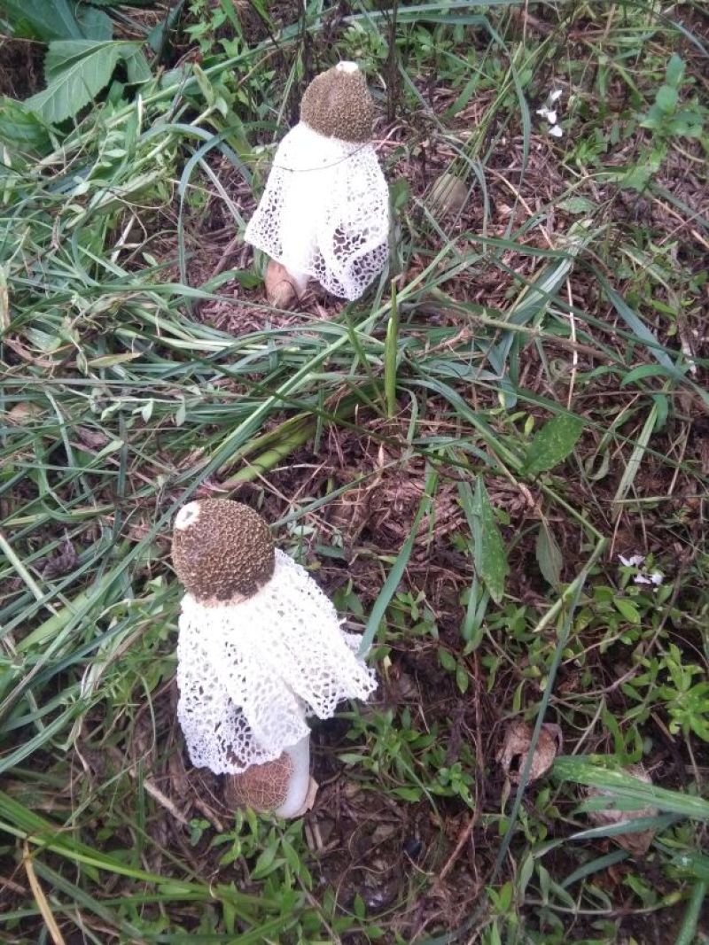长裙竹荪一级