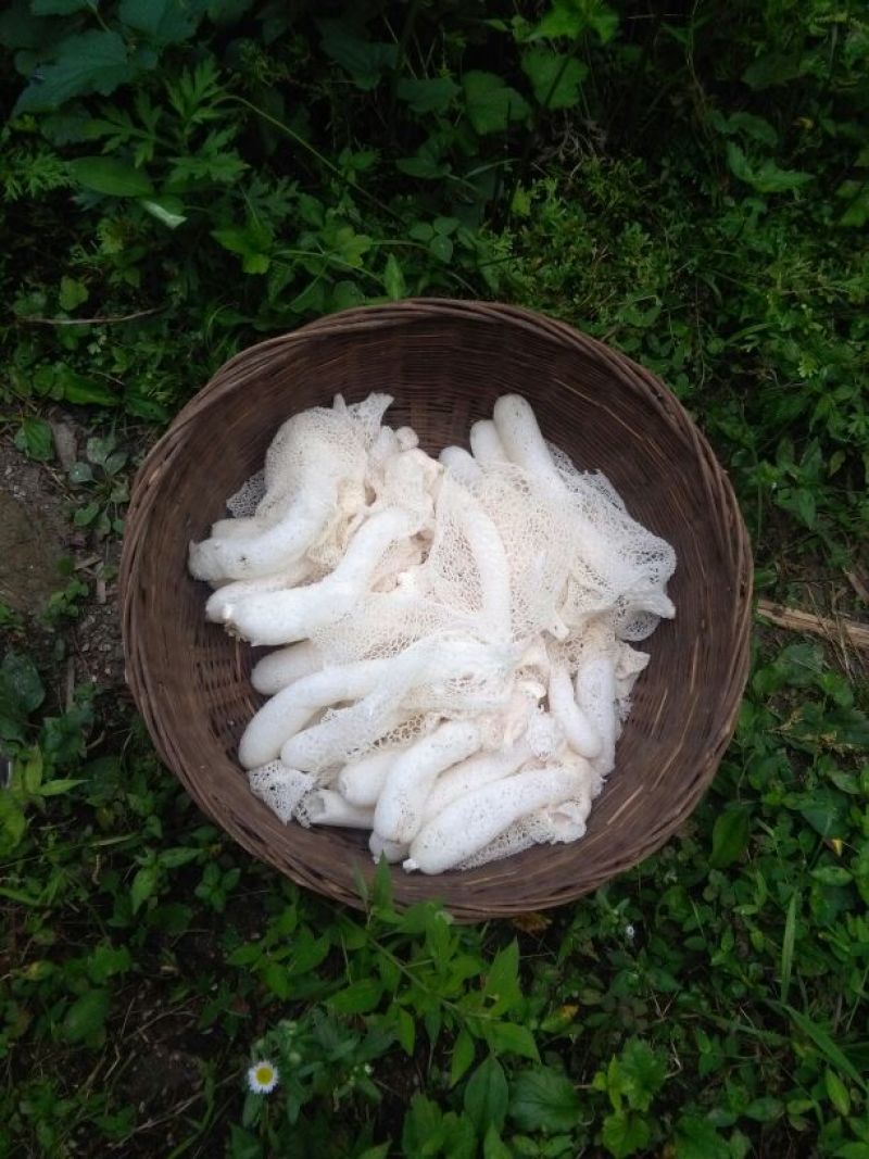 长裙竹荪一级