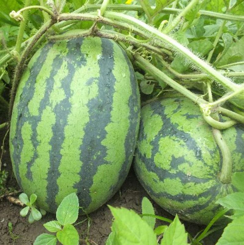 金城5号西瓜8斤打底9成熟1茬