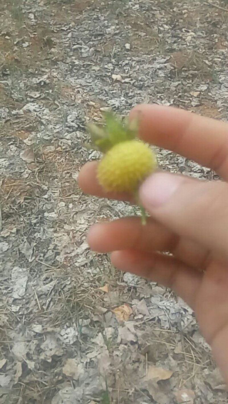 刺梨鲜