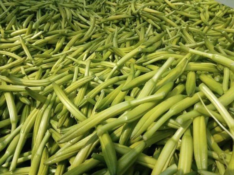 干黄菜