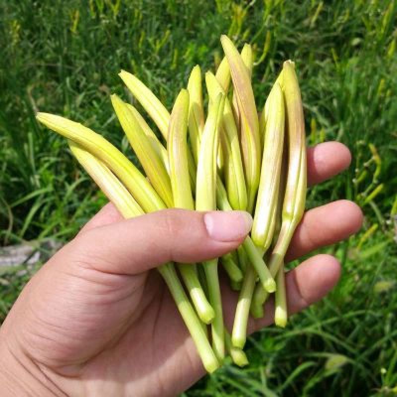 干黄菜