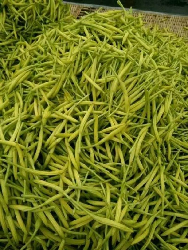 干黄菜