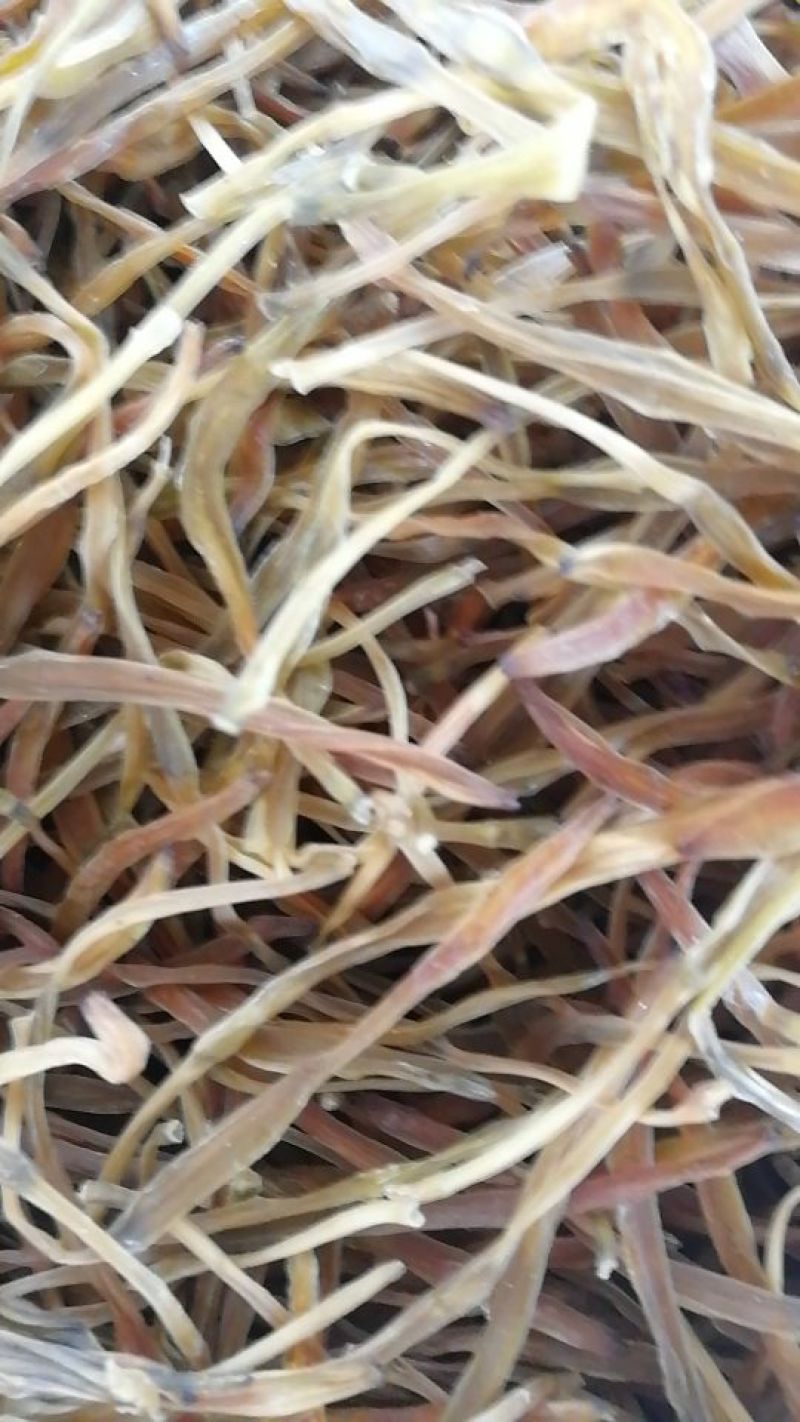 干黄菜