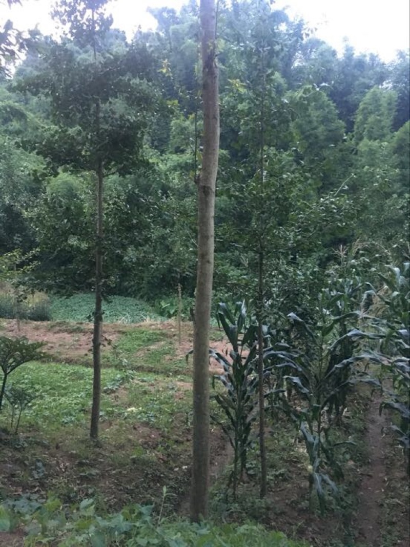 细叶楠木5m以上