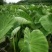 槟榔芋6厘米以上