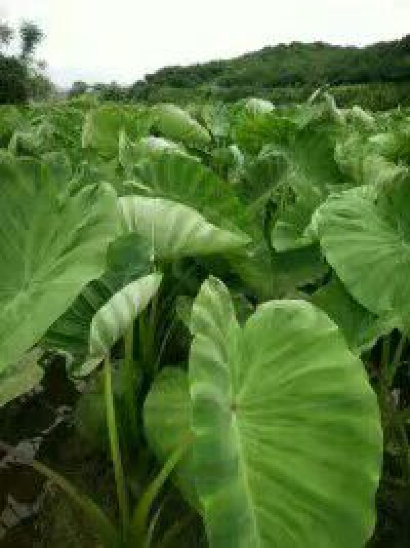 槟榔芋6厘米以上