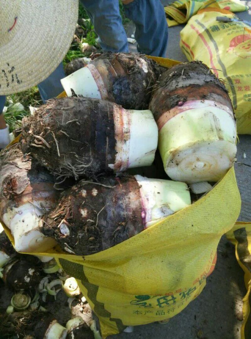 槟榔芋6厘米以上